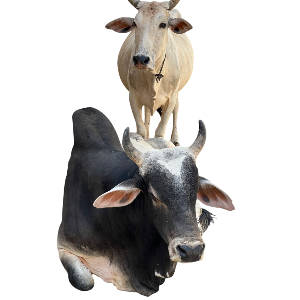 Product without background