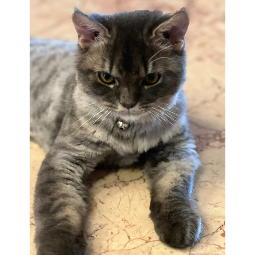 Animal with background